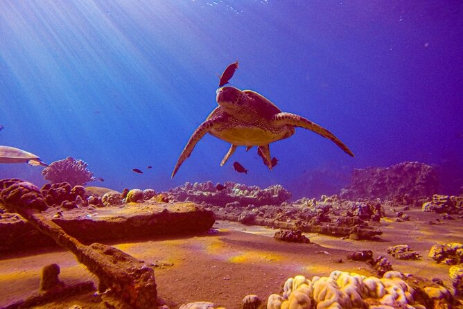 South Maui Shore Dive - Why South Maui works so well for shore-based scuba
