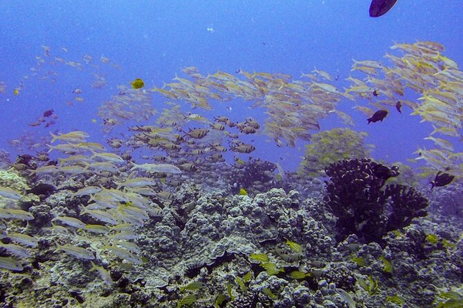 South Maui Shore Dive - A four-person format with room for personal attention