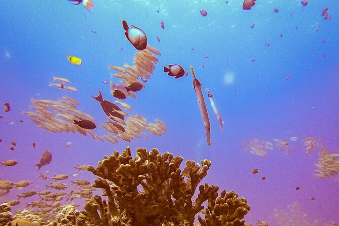 South Maui Shore Dive - Reefs, caves, turtles, and white-tip sharks