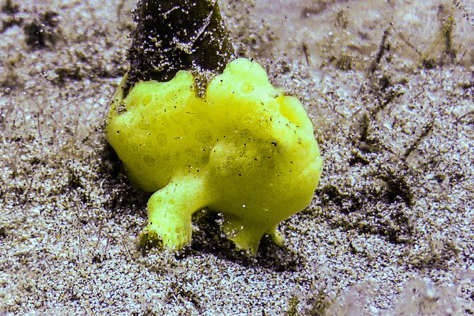 South Maui Shore Dive - Water movement and visibility deserve respect