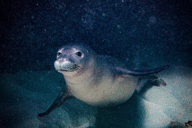 South Maui Shore Dive - Equipment, photos, snacks, and drinks included