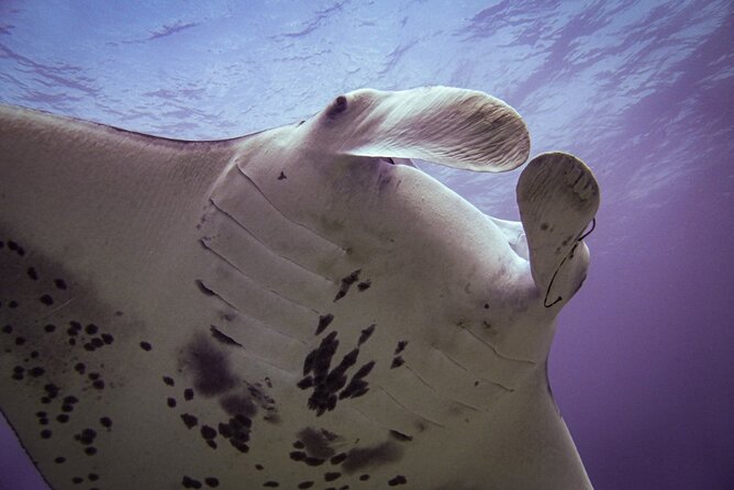 South Maui Shore Dive - Is the optional second site worth asking about?