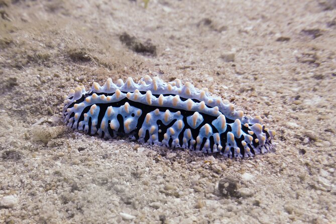 South Maui Shore Dive - Who will get the most from this Maui outing?