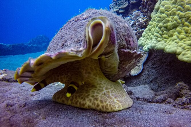 South Maui Shore Dive - Timing, meeting point, and cancellation details