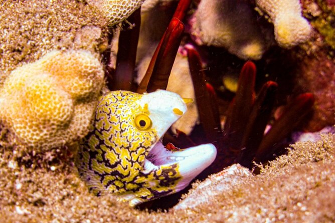 South Maui Shore Dive - What happens at 7:00 am in Makena