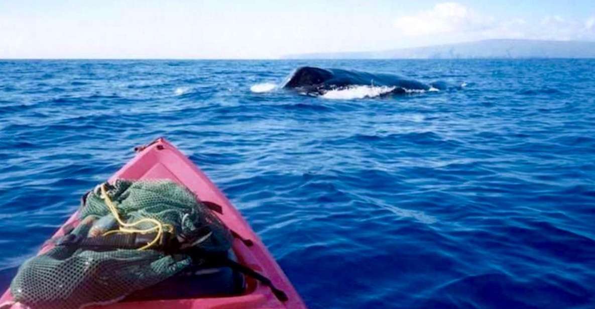 South Maui: Whale Watch Kayaking and Snorkel Tour in Kihei - Key points at a glance