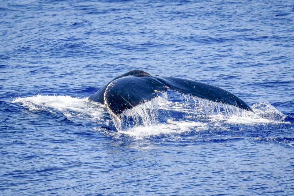 South Maui: Whale Watch Kayaking and Snorkel Tour in Kihei - Practical details before you go