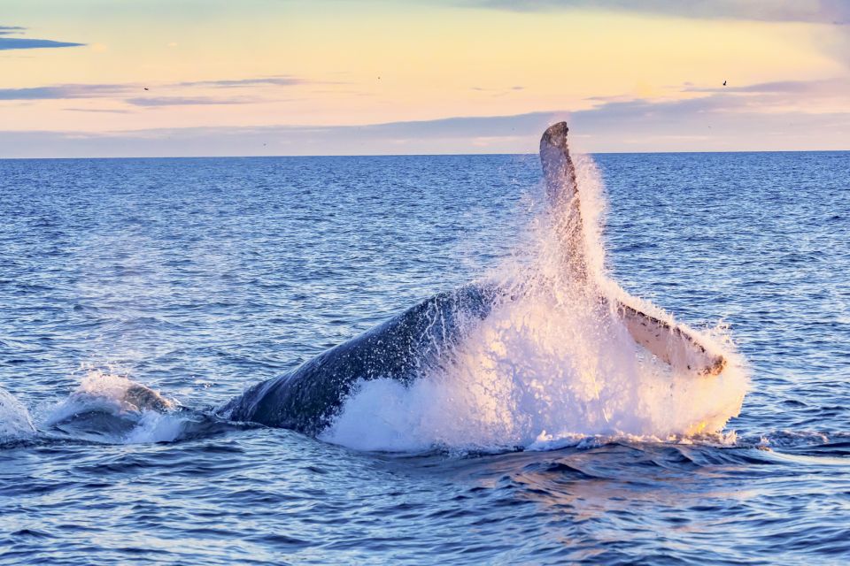 South Maui: Whale Watch Kayaking and Snorkel Tour in Kihei - Why this Maui tour feels different from a boat trip