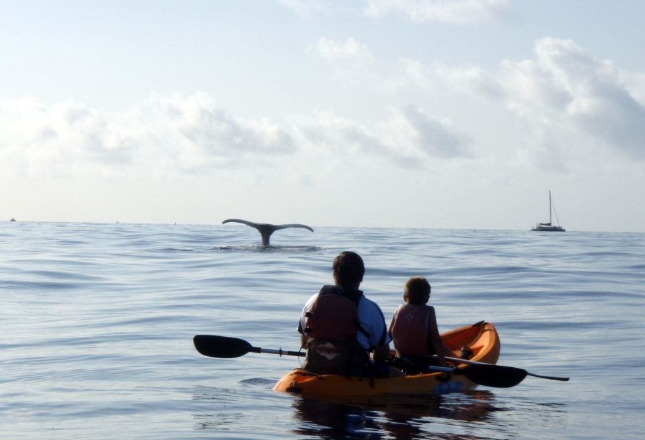 South Maui: Whale Watch Kayaking and Snorkel Tour in Kihei - Returning along the reef for turtles