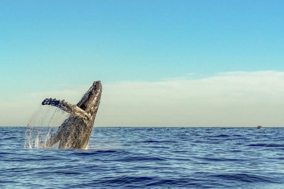 South Maui: Whale Watch Kayaking and Snorkel Tour in Kihei - How much paddling and swimming is involved