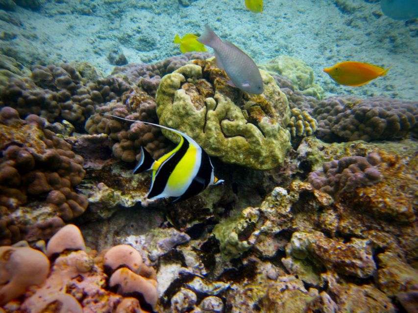 South Maui: Whale Watch Kayaking and Snorkel Tour in Kihei - Is $118 a fair price?