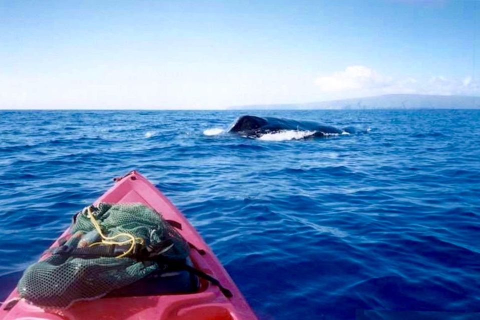 South Maui: Whale Watch Kayaking and Snorkel Tour in Kihei - Starting at Makena Landing