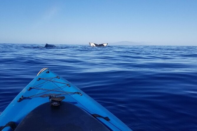 South Shore Turtle Kayak and Snorkel Experience - Little Beach and Big Beach From the Water