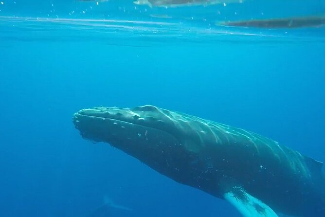 South Shore Turtle Kayak and Snorkel Experience - Why the Guides Matter So Much