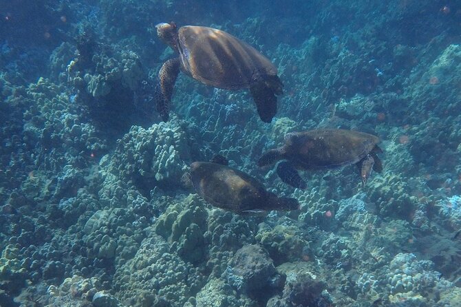 South Shore Turtle Kayak and Snorkel Experience - The Best Time to Choose