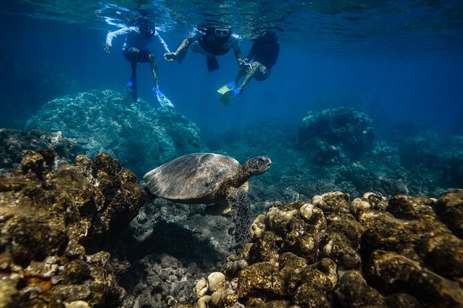 Sunset Glow Snorkel At Turtle Town With Photo & Video - Guides Joe, Robbie, and John make the difference