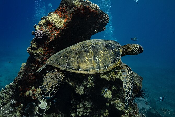 Sunset Glow Snorkel At Turtle Town With Photo & Video - Photos and video are useful, but confirm the price