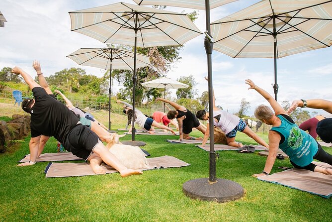 Sunset Maui Goat Yoga with Live Music - What the 90-minute itinerary feels like