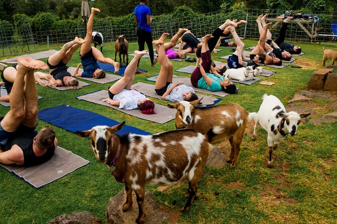 Sunset Maui Goat Yoga with Live Music - Is $69 a fair price?