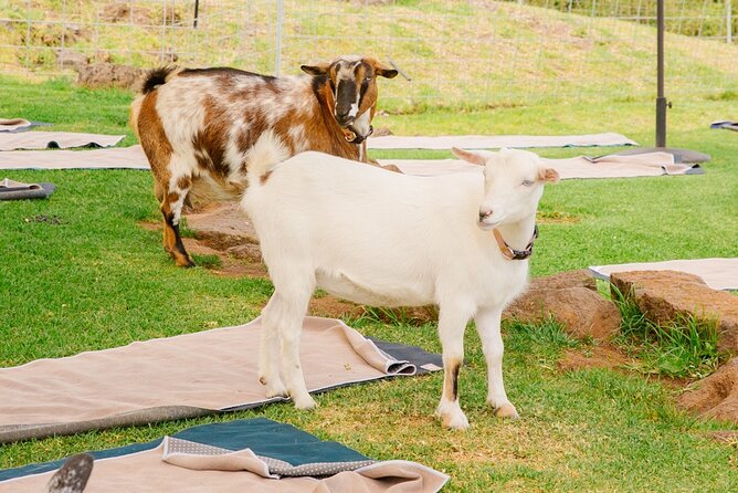 Sunset Maui Goat Yoga with Live Music - Practical clothing and packing advice