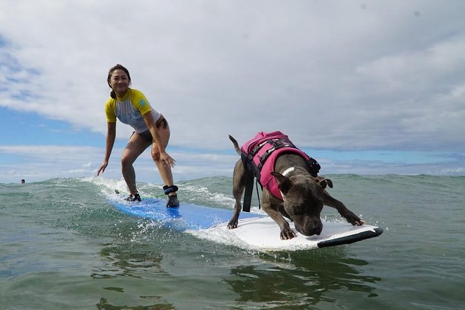 Surf with a Service Animal - Key points to know before booking
