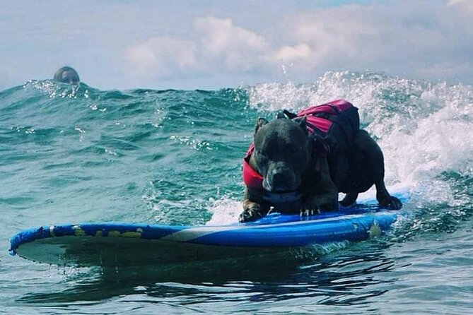Surf with a Service Animal - What it feels like to surf alongside Church
