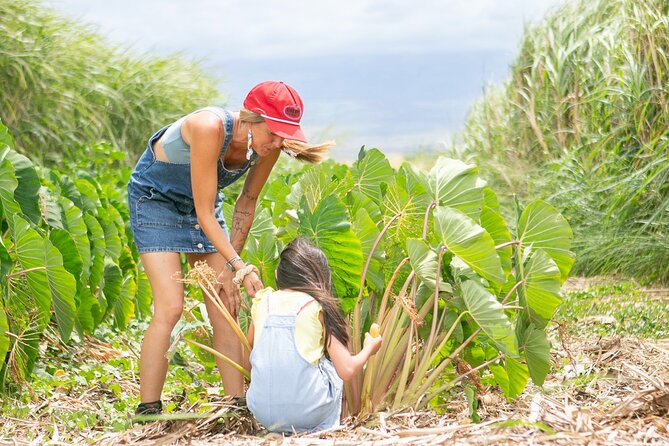 Taste of Hawaii: A Maui Farm Tour - Arriving at La Kāhea Community Farm near Wailuku