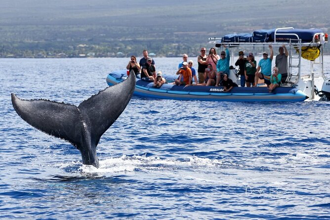 The Best 10 am 1.5 Hour Whale Watching Tour - Setting Out From the Kihei Boat Ramp at 10 am