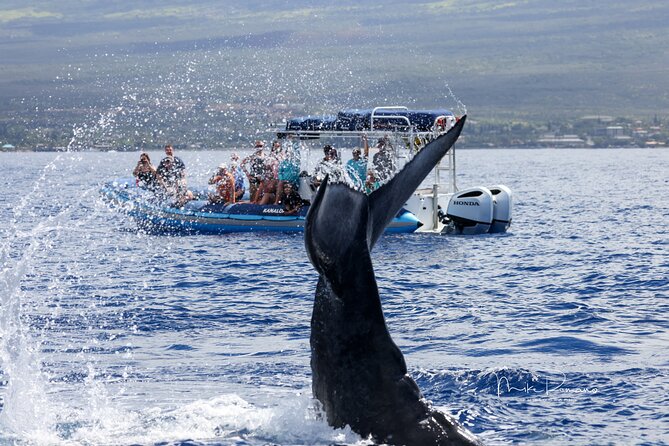 The Best 10 am 1.5 Hour Whale Watching Tour - Is $97.30 a Fair Price?