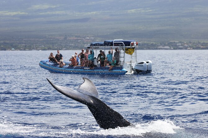 The Best 10 am 1.5 Hour Whale Watching Tour - Weather, Cancellations, and the Booking Decision