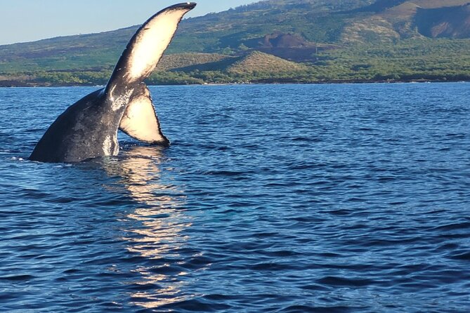 The Best 10 am 1.5 Hour Whale Watching Tour - The Hydrophone Is More Than a Technical Extra