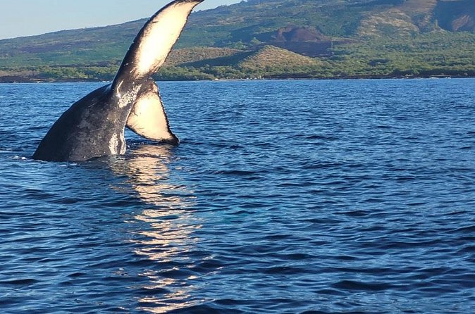 The Best 12 pm 1.5 Hour Whale Watching Tour - A small raft with a big difference in feel