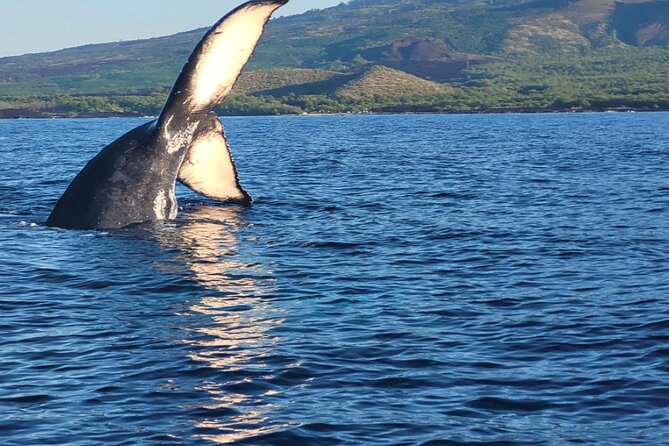 The Best 12 pm 1.5 Hour Whale Watching Tour - Price, group size, and practical value