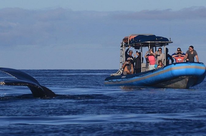 The Best 12 pm 1.5 Hour Whale Watching Tour - Who will get the most from this whale watch