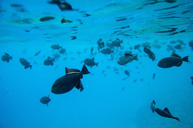The Best 2.5 Hour Molokini Snorkel Tour & Whale Watch - Two Maui favorites in one 2.5-hour trip