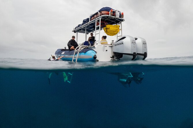 The Best 2.5 Hour Molokini Snorkel Tour & Whale Watch - The ride from Kihei is part of the wildlife experience