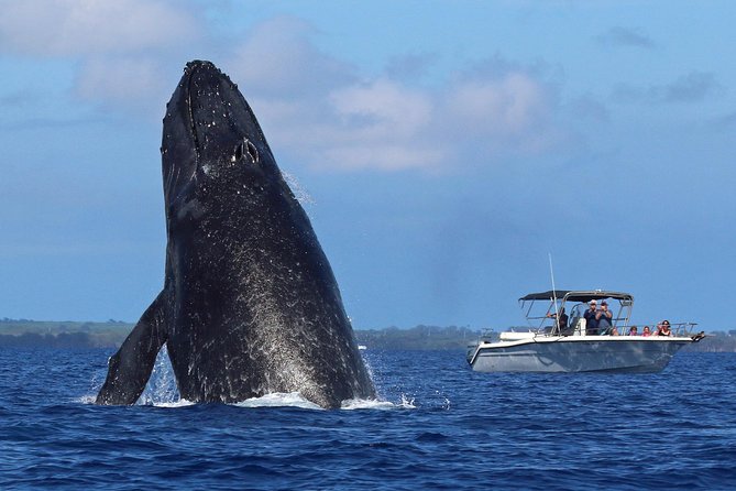 The Best 8 am 1.5 Hour Whale Watching Tour - Why the 8 am start works so well in Kihei