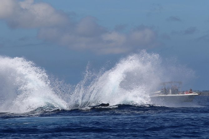 The Best 8 am 1.5 Hour Whale Watching Tour - The raft experience: close to the water, short on comforts