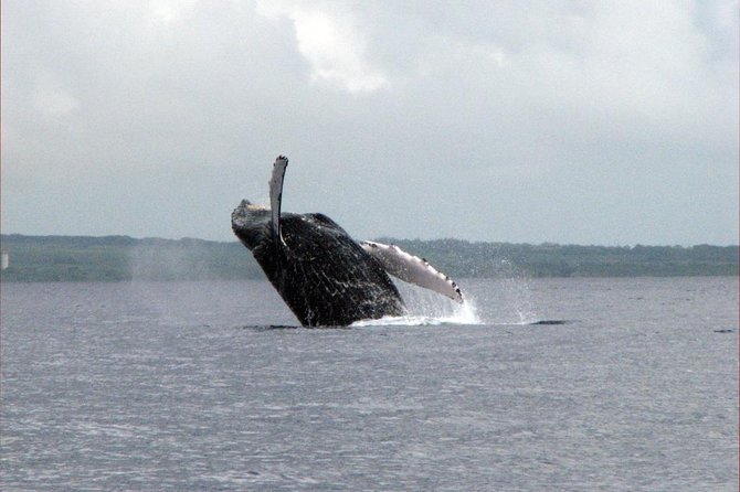 The Best 8 am 1.5 Hour Whale Watching Tour - What the crew adds to the morning