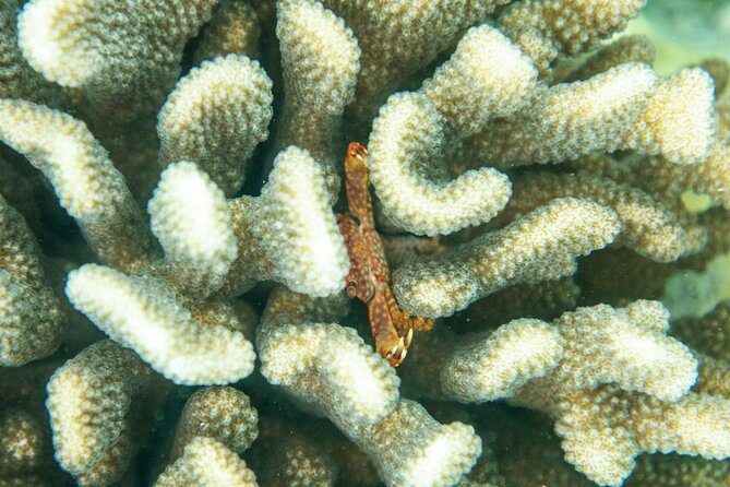 The Best Maui 3 Hour Molokini and Turtle Town Snorkel - Key points to know before you book
