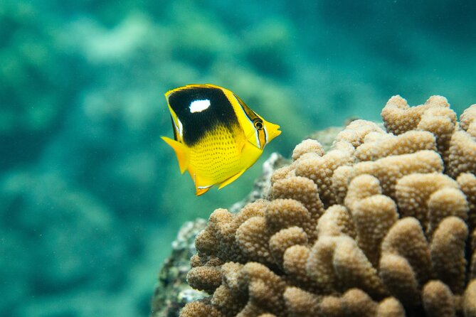 The Best Maui 3 Hour Molokini and Turtle Town Snorkel - Why this three-hour Maui snorkel works so well