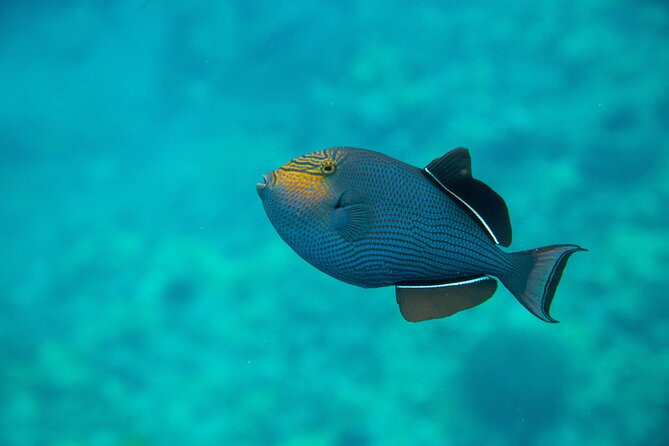 The Best Maui 3 Hour Molokini and Turtle Town Snorkel - La Perouse Bay and Turtle Town