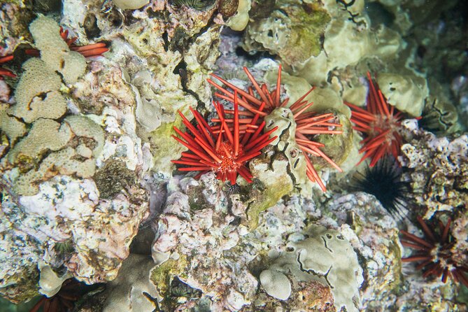 The Best Maui 3 Hour Molokini and Turtle Town Snorkel - Small boat, flexible route, shorter commitment