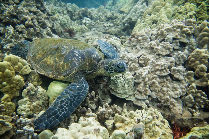 The Best Maui 3 Hour Molokini and Turtle Town Snorkel - What the $188.13 price includes