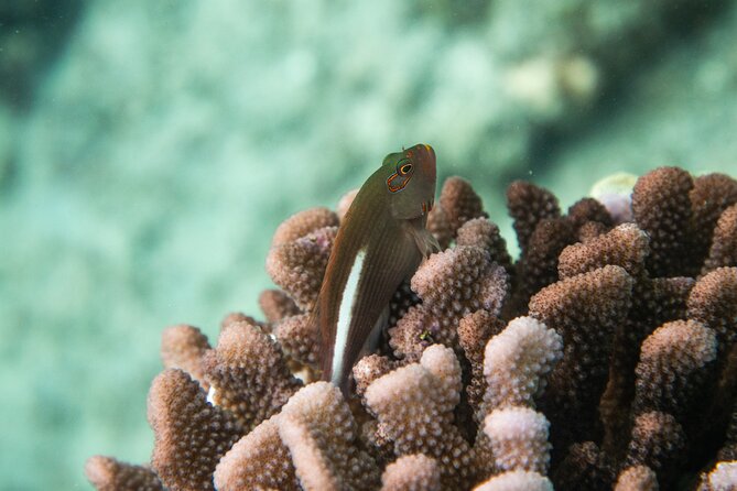 The Best Maui 3 Hour Molokini and Turtle Town Snorkel - The 7:00 am start from Kihei