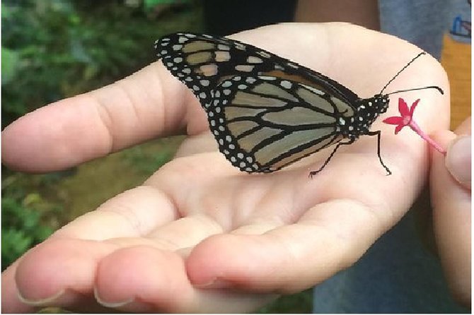 The Maui Butterfly Farm Tour - What the $49.99 price gets you