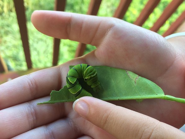 The Maui Butterfly Farm Tour - Inside the production facility
