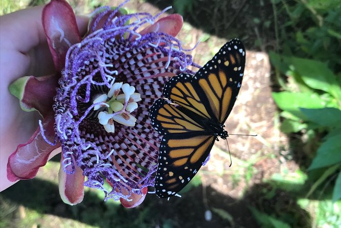 The Maui Butterfly Farm Tour - The flight house and the flower-feeding activity