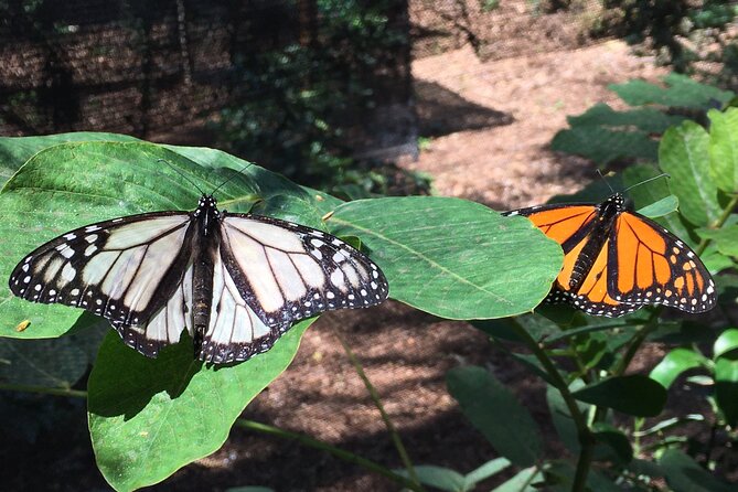 The Maui Butterfly Farm Tour - Why the small group matters