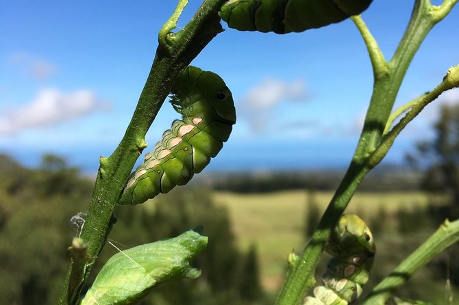 The Maui Butterfly Farm Tour - A short visit with a clear purpose